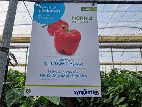 Norris (BF 187566) es una variedad indicada del 20 de junio al 10 de julio.