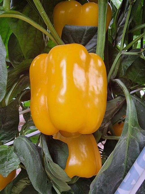 Fruto de calidad de Belisama, de HM.CLAUSE