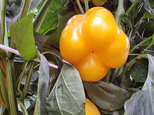 Los cuatro cascos de Belisama