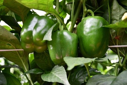 Una planta de entrenudo corto, con cuajes a partir de la segunda o tercera guita