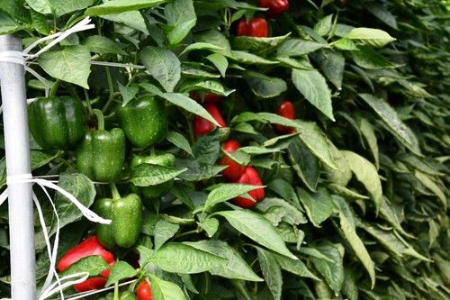Su potente sistema radicular le permite adaptarse a cualquier zona