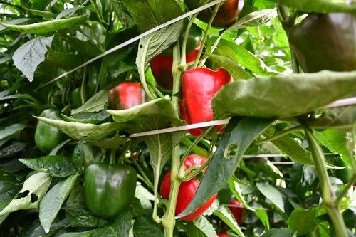 El agricultor no necesita dedicarle grandes esfuerzos a este pimiento