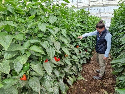La sanidad de planta de Voltio llama la atención.