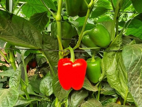 El color rojo de VoLtio es altamente llamativo