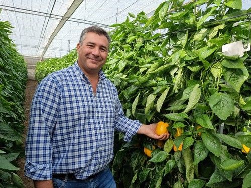 Ginés Gómez, crops specialist de pimiento de Semillas Fitó.