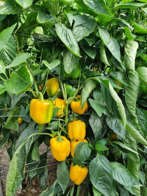 La novedad en amarillo de Semillas Fitó es altamente productiva