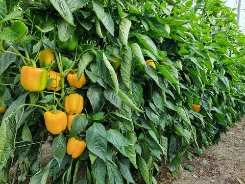 Gasol tiene un porte de planta con buena cobertura foliar.