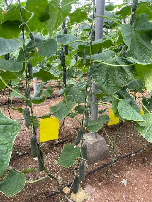 Algunas plantas pueden desarrollar dos tallos perfectamente funcionales