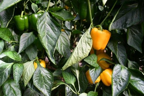 Biblos es una novedad de fruto firme, liso y calibre G