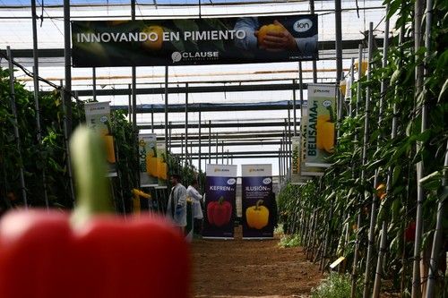 Mostraron en una finca las principales variedades de su gama de pimiento California