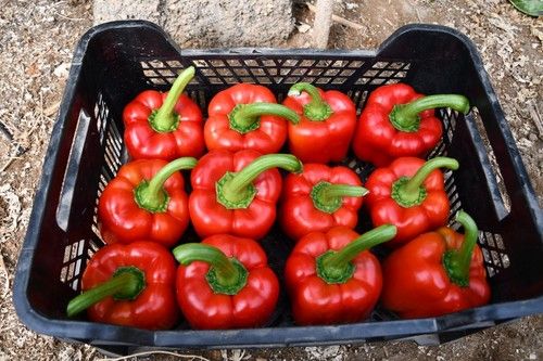 Frutos de Yasser (HMC57256)