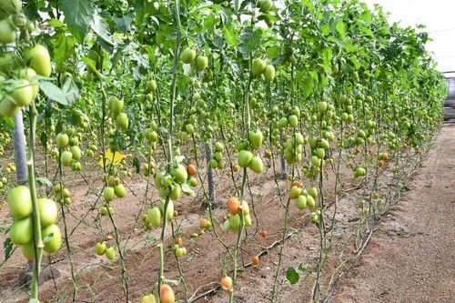 Posee resistencias contra el virus de la cuchara, el spotted, nemátodos, fusarium, al stemfilium, fulvia y tmv.