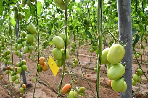Aunque la planta no ha podido desarrollarse con normalidad, no ha afectado a su rendimiento