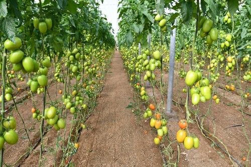Arondir triunfa entre los agricultores del Levante gracias a sus cualidades