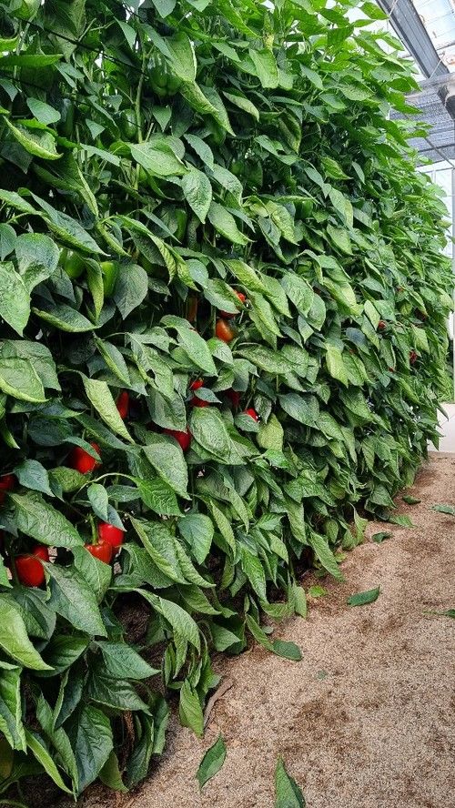 Ammon es una variedad con mucho recorrido, ideal para un único ciclo de cultivo.