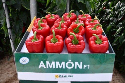 Ammon (HMC 57178) es para ciclo temprano.