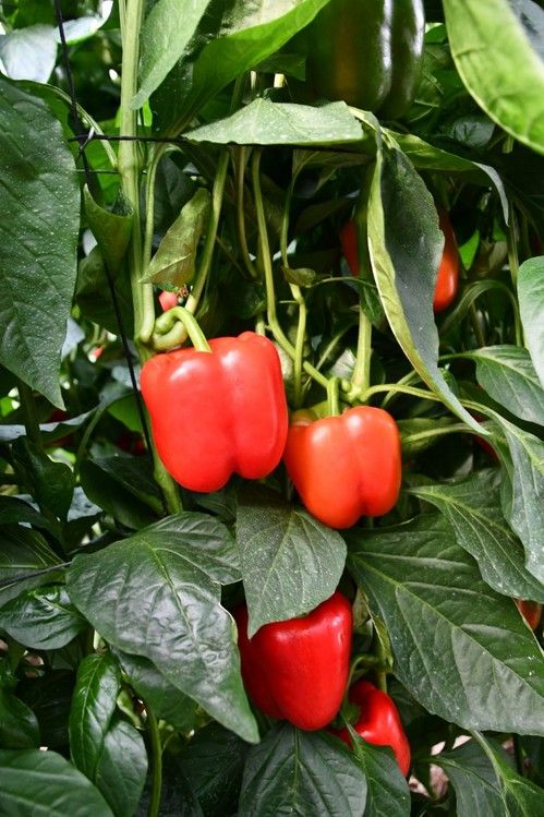 Frutos de Ammon