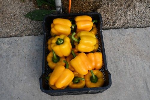 Frutos de Biblos