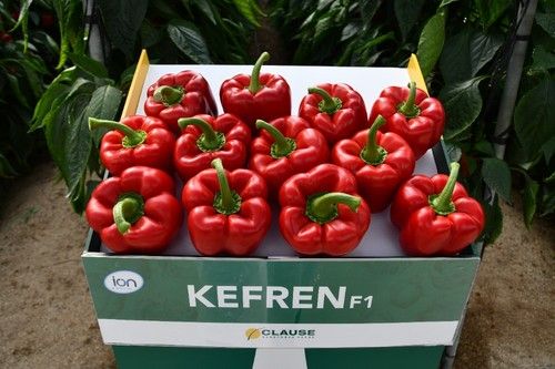 Kefren presenta un calibre GG