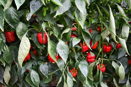 Kefrén es una novedad para plantaciones tempranas.