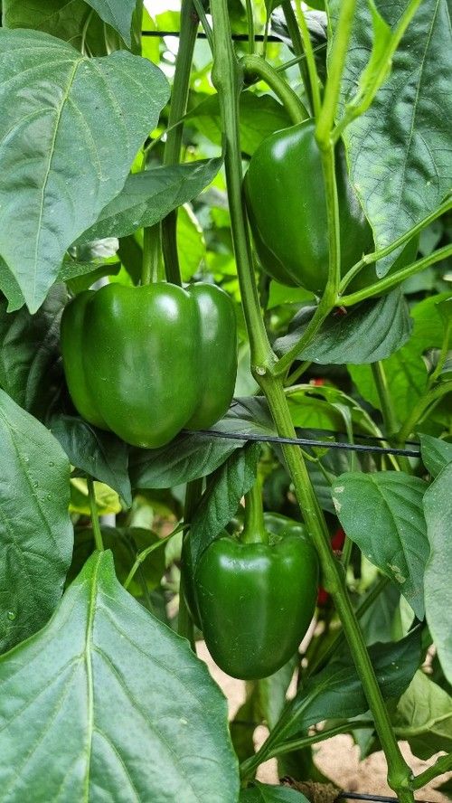 Yasser es una novedad para plantaciones tardías