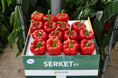 Serket es para trasplantes del 5 al 20 de julio
