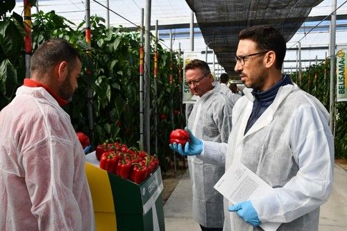 David González, de HM.CLAUSE, subraya la calidad de fruto de las variedades de la obtentora.