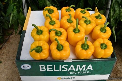 Belisama es una de las recientes incorporaciones a la gama IÓN, destinada a trasplantes medios.