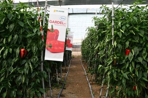 La promoción de Gardel se ha llevado a cabo en dos fincas de El Ejido.