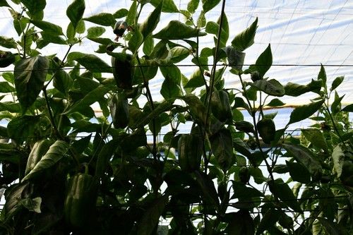 Buen comportamiento de la variedad también en las puntas.
