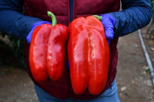 Frutos de Gardel