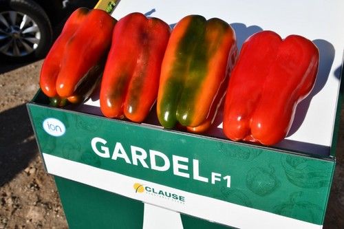 Piezas de Gardel