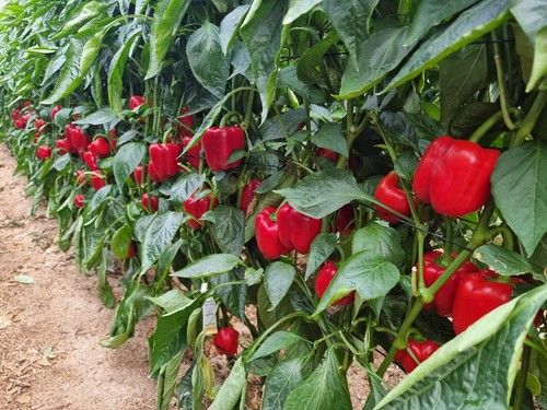 Arconte es la novedad de Syngenta para ciclo medio