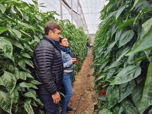 David Blázquez, de Syngenta, mostrando las variedades