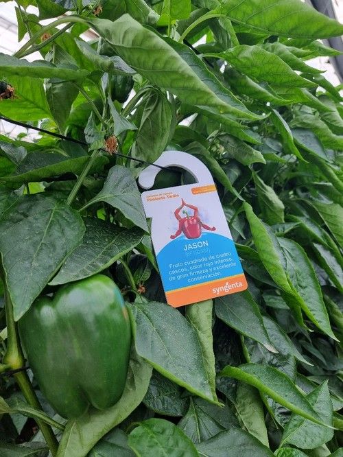 El fruto de Jasón no tiene silverelinas ni microcracking