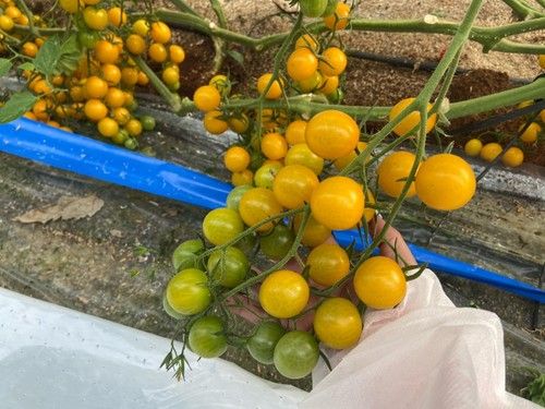 Harmonary RZ, el cherry amarillo de calidad
