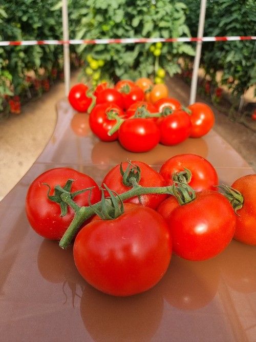 El fruto de esta innovación de Syngenta tiene una alta tolerancia al microcracking.