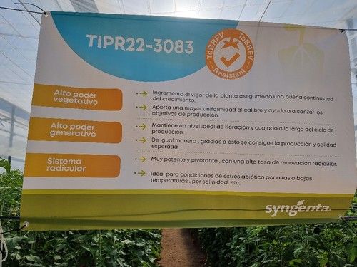 Promoción de los portas con resistencia a ToBRFV