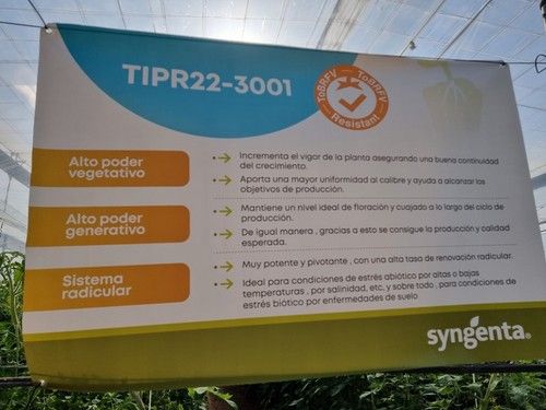 Promoción de los portas con resistencia a ToBRFV