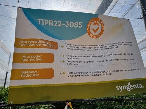 Promoción de los portas con resistencia a ToBRFV