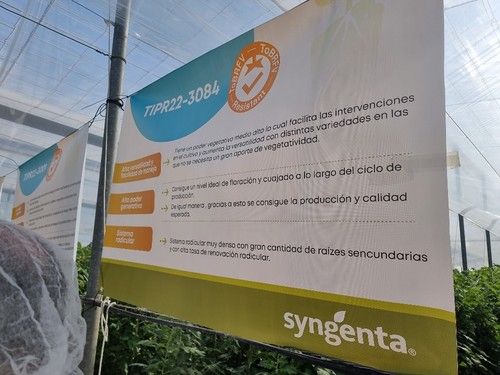 Promoción de los 'portas' con resistencia a ToBRFV