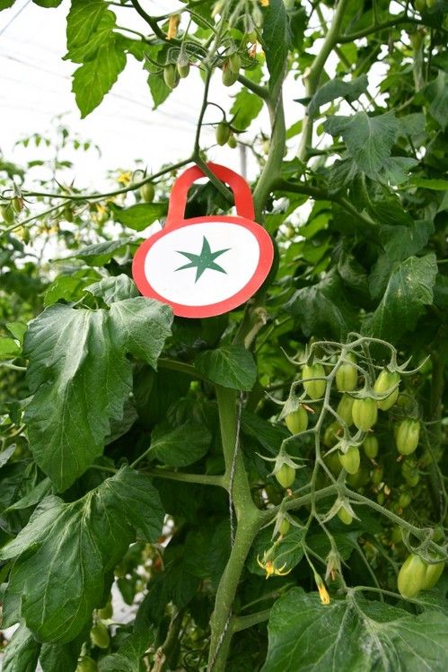 El 'candado' de Hazera acompaña a aquellas variedades resistentes al virus del rugoso.