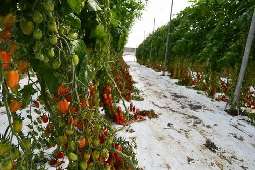 Windsor cuenta con cualidades como producción alta, resistencia a rajado o larga vida entre otras.