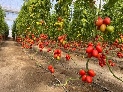 La distancia entre ramos es muy corta, provocando un efecto cascada de tomate