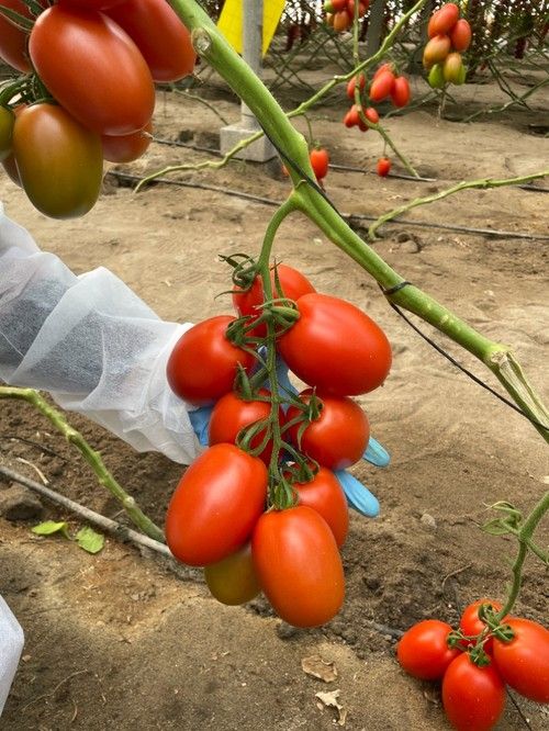 En cada ramo crecen entre siete y ocho frutos, todos homogéneos