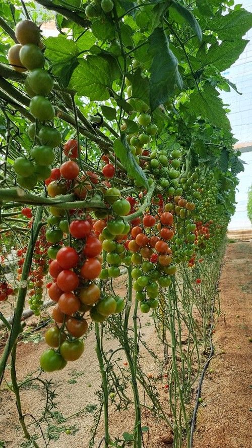 Curioso es un cherry ideal para ciclo largo