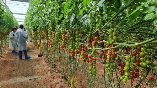 Intuitivo tiene un completo pack de resistencias para producción ecológica
