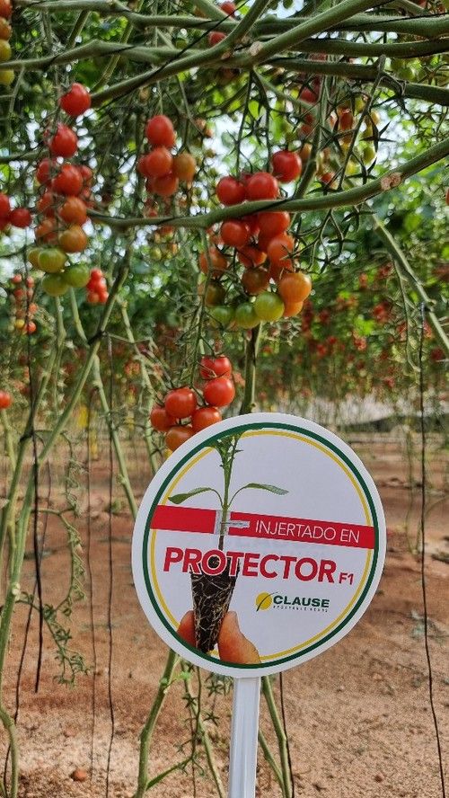 Protector, el  portainjertos de vigor medio de HM.CLAUSE