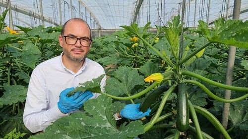 Antonio Gutiérrez, delegado comercial de Syngenta y especialista en calabacín