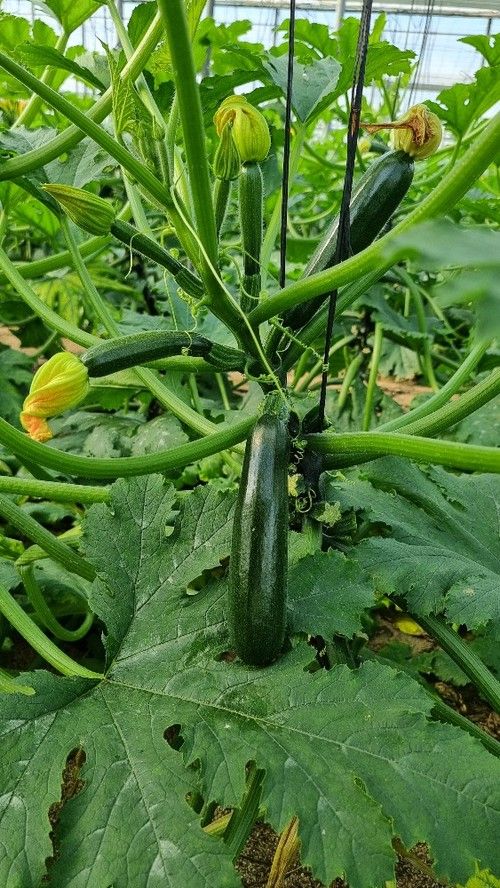El fruto tiene muy buena postcosecha